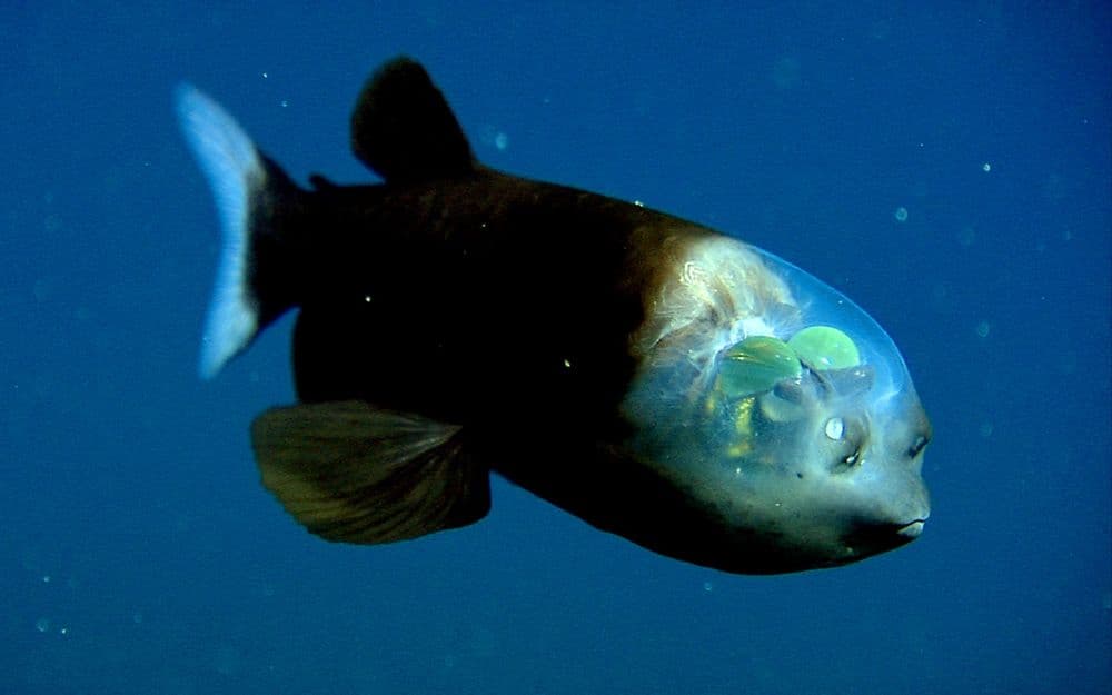 barreleye