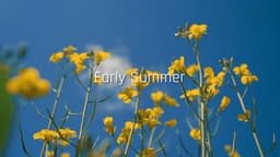 Early Summer